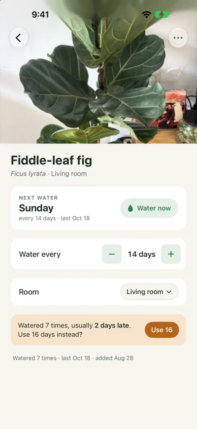 Fiddle-leaf fig detail with a suggestion: watered 7 times, usually 2 days late, use 16 days instead