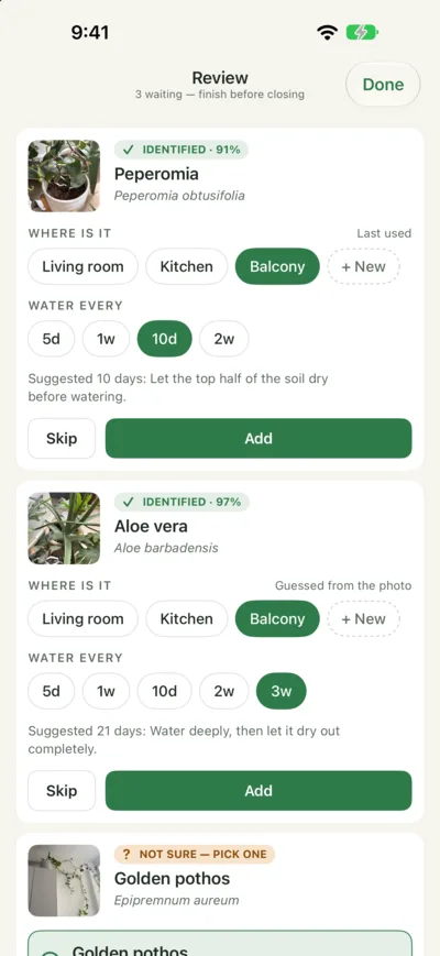 Review queue showing an identified Peperomia and Aloe vera with suggested room and watering interval